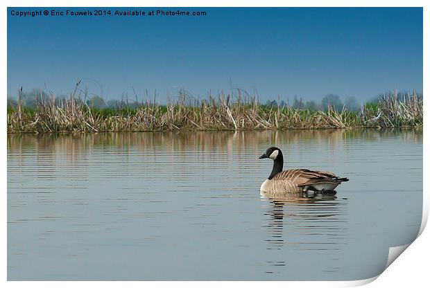canadian goose Print by Eric Fouwels