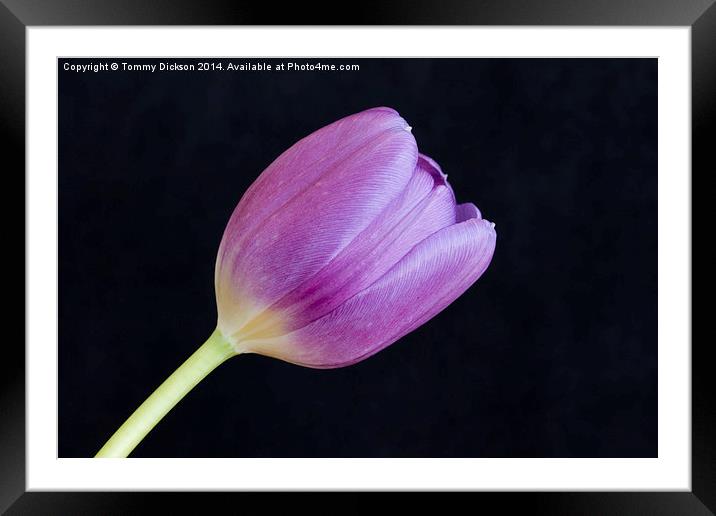 Tulip on Black Framed Mounted Print by Tommy Dickson