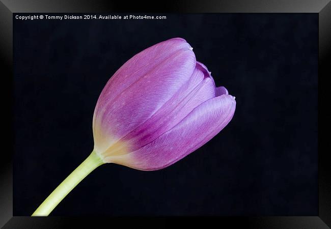 Tulip on Black Framed Print by Tommy Dickson