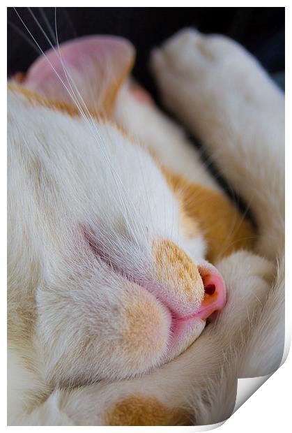 sleeping cat Print by Eric Fouwels