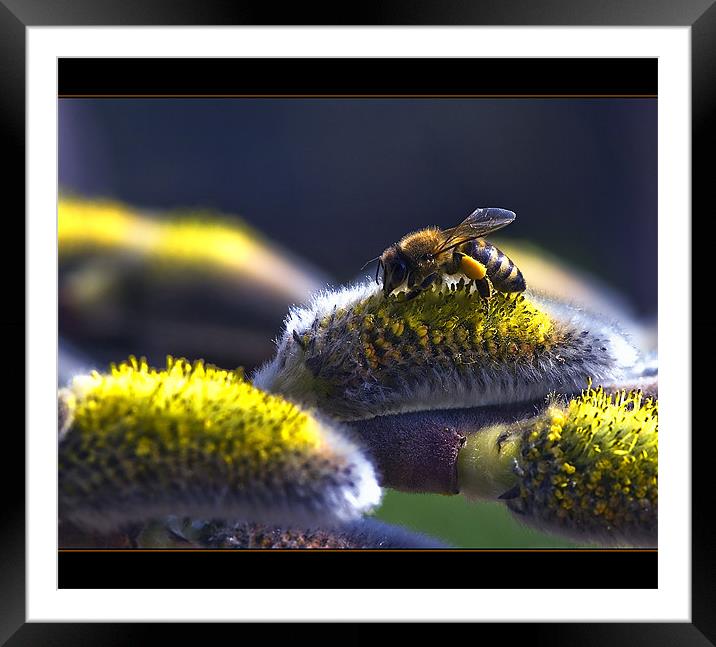 Salix caprea & bee Framed Mounted Print by Jovan Miric