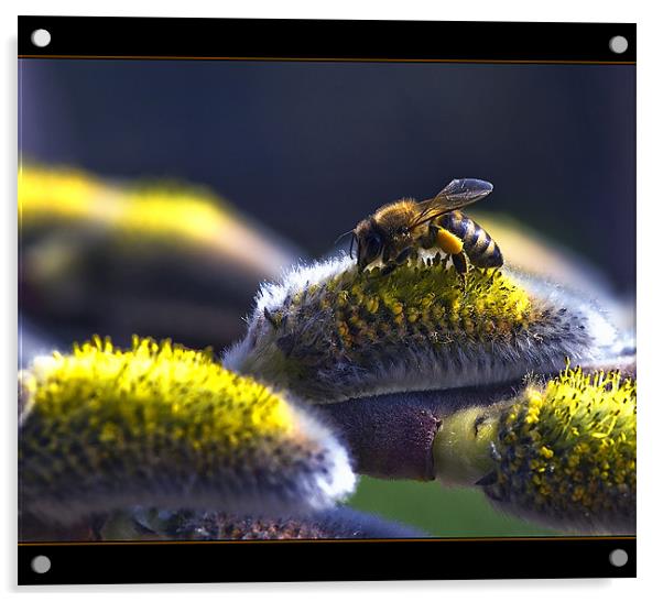 Salix caprea & bee Acrylic by Jovan Miric
