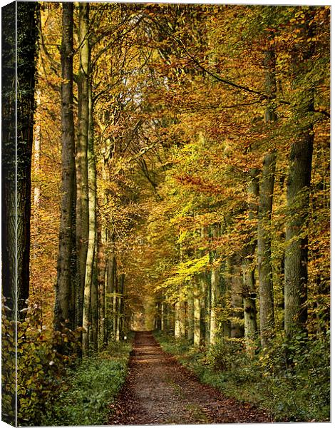 autumn forest lane Canvas Print by Jo Beerens
