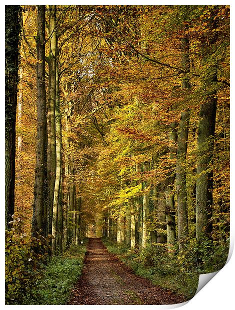autumn forest lane Print by Jo Beerens