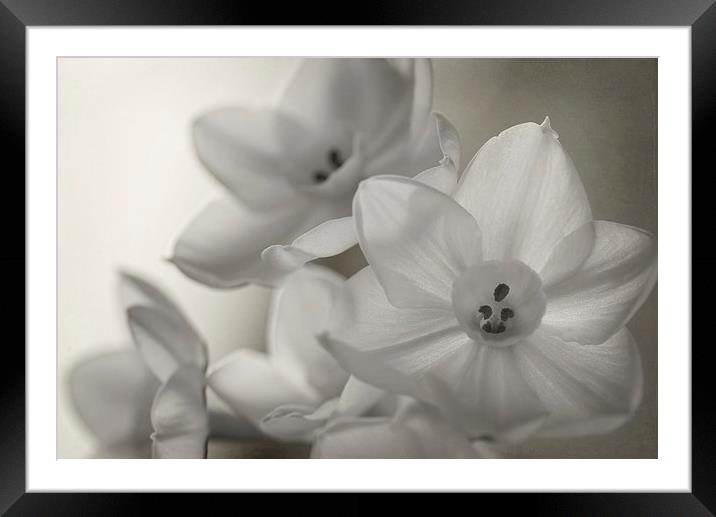 Paper White Narcissi Mono Framed Mounted Print by Corrine Weaver
