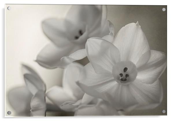 Paper White Narcissi Mono Acrylic by Corrine Weaver