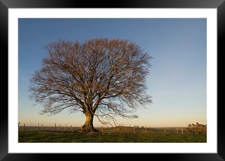 Raddon Hill Top Tree Framed Mounted Print by Pete Hemington