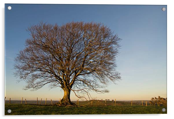 Raddon Hill Top Tree Acrylic by Pete Hemington