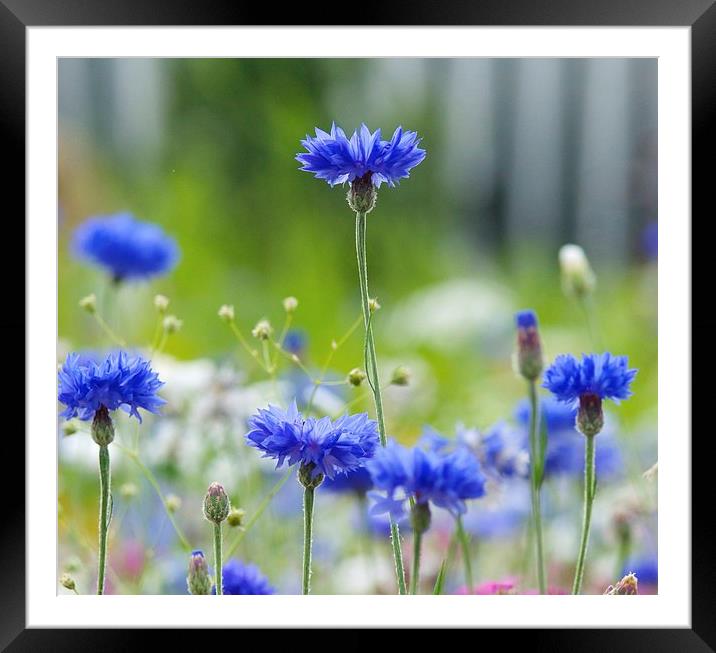 Cornflower blue flower Framed Mounted Print by Maggie Railton