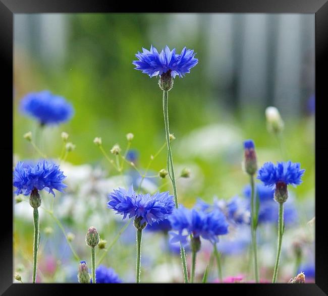 Cornflower blue flower Framed Print by Maggie Railton