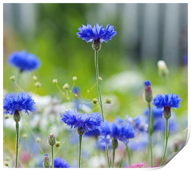 Cornflower blue flower Print by Maggie Railton
