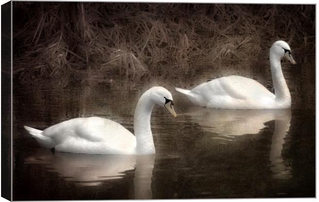 Swans for life Canvas Print by Jason Green
