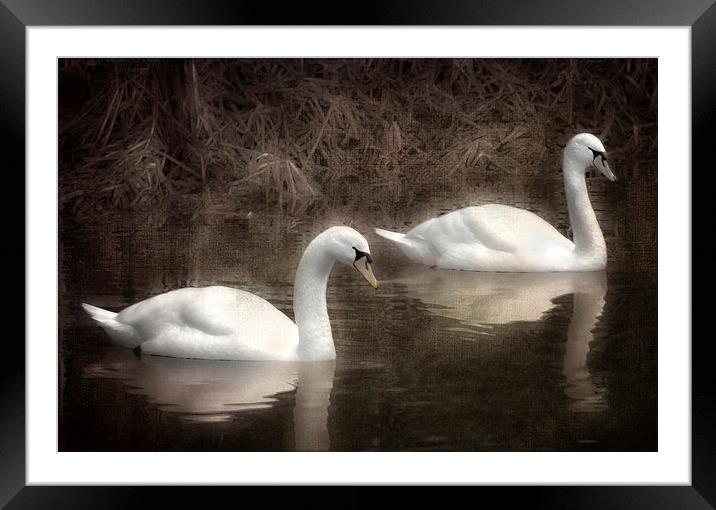 Swans for life Framed Mounted Print by Jason Green