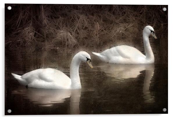 Swans for life Acrylic by Jason Green