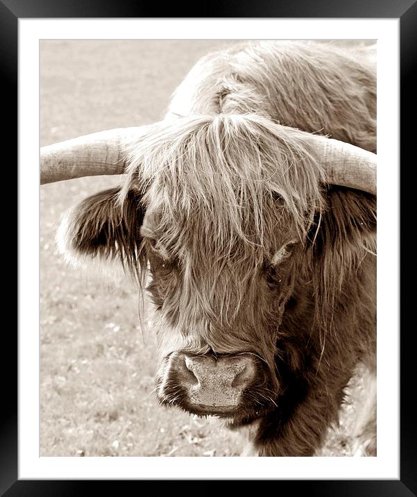 HIGHLAND COW Framed Mounted Print by Anthony Kellaway