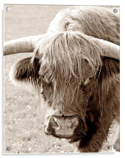 HIGHLAND COW Acrylic by Anthony Kellaway