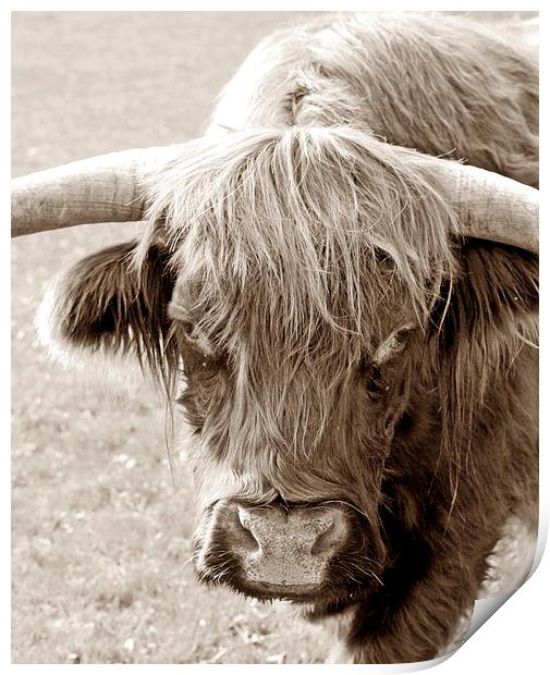 HIGHLAND COW Print by Anthony Kellaway