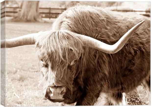 HIGHLAND COW SEPIA Canvas Print by Anthony Kellaway