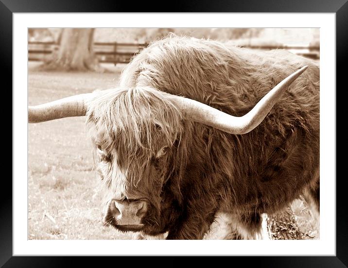 HIGHLAND COW SEPIA Framed Mounted Print by Anthony Kellaway