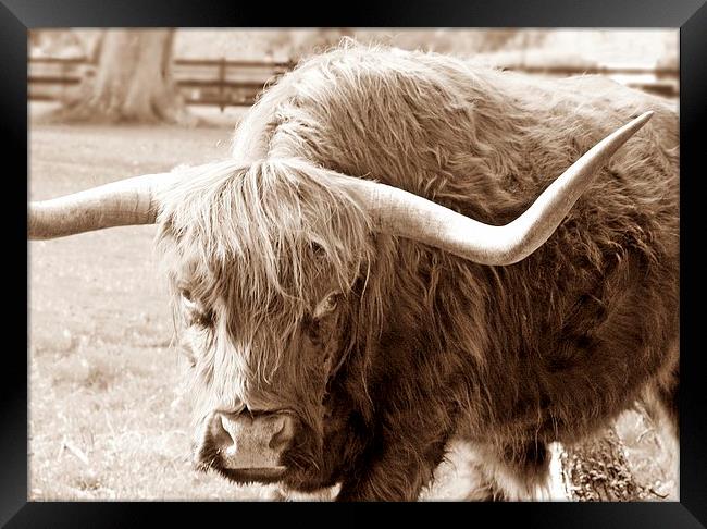 HIGHLAND COW SEPIA Framed Print by Anthony Kellaway