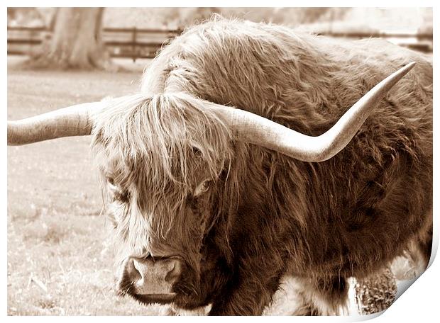 HIGHLAND COW SEPIA Print by Anthony Kellaway
