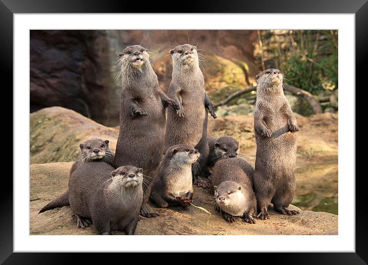 Otters Framed Mounted Print by Rob Hawkins
