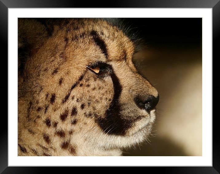 Cheetah Portrait Framed Mounted Print by sharon bennett