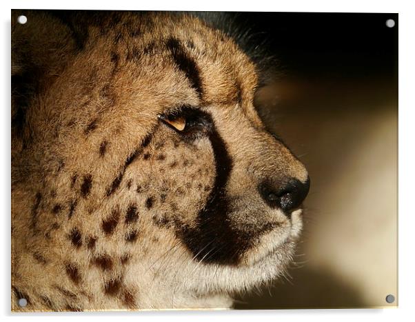 Cheetah Portrait Acrylic by sharon bennett