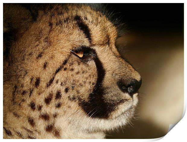 Cheetah Portrait Print by sharon bennett