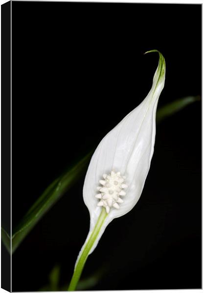Peace Lily 1 Canvas Print by Steve Purnell