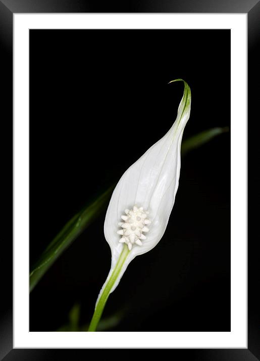 Peace Lily 1 Framed Mounted Print by Steve Purnell