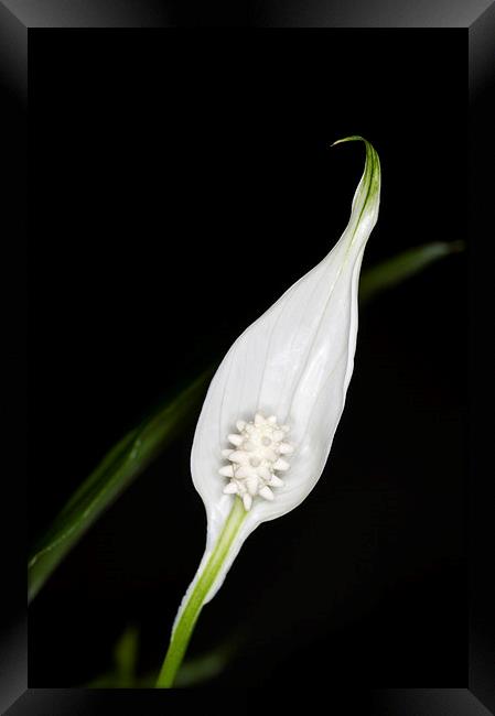 Peace Lily 1 Framed Print by Steve Purnell