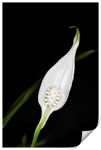 Peace Lily 1 Print by Steve Purnell
