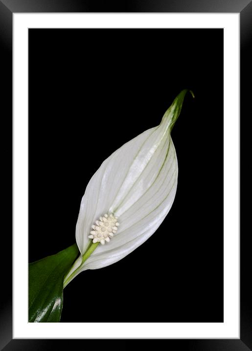 Peace Lily 2 Framed Mounted Print by Steve Purnell