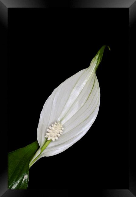 Peace Lily 2 Framed Print by Steve Purnell