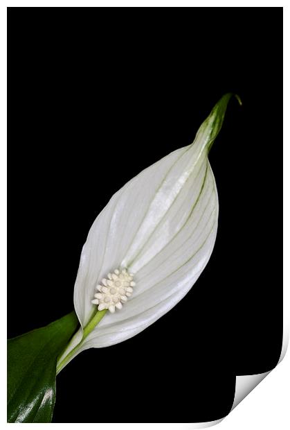 Peace Lily 2 Print by Steve Purnell