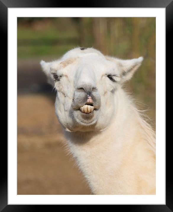 Llama Grin Framed Mounted Print by Rob Hawkins