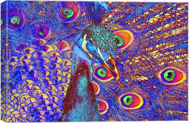 Peacock Canvas Print by Matthew Lacey