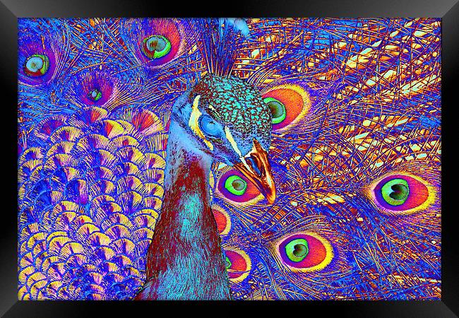 Peacock Framed Print by Matthew Lacey
