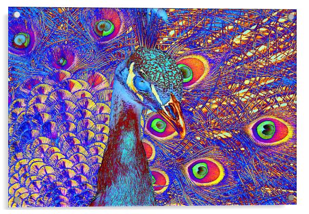 Peacock Acrylic by Matthew Lacey