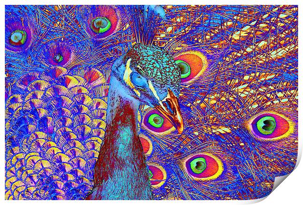Peacock Print by Matthew Lacey