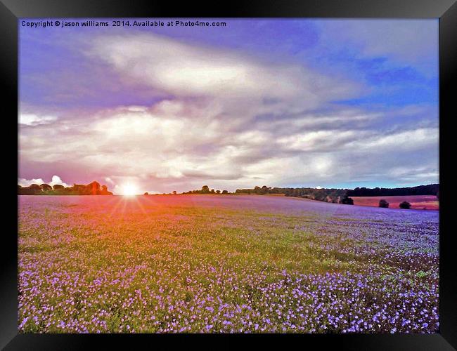Linseed Glow Framed Print by Jason Williams