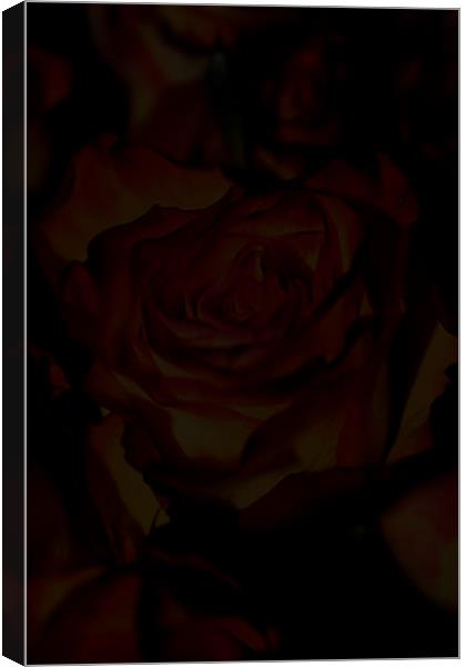 A rose among many Canvas Print by Paul Hinchcliffe