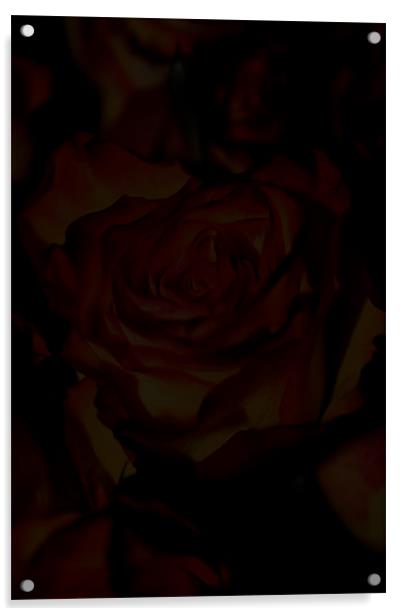 A rose among many Acrylic by Paul Hinchcliffe