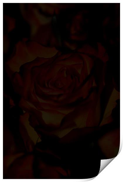 A rose among many Print by Paul Hinchcliffe