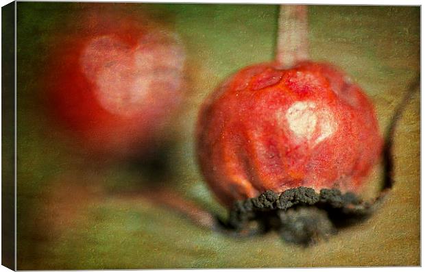 Rose Hips Canvas Print by Mary Lane