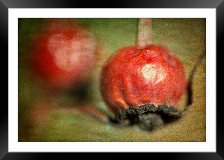 Rose Hips Framed Mounted Print by Mary Lane