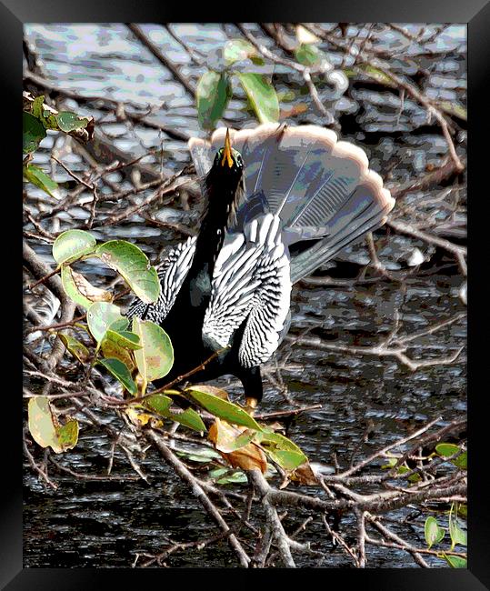 White Winged Cormorant Framed Print by james balzano, jr.