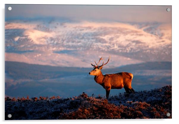 Red deer stag Acrylic by Macrae Images