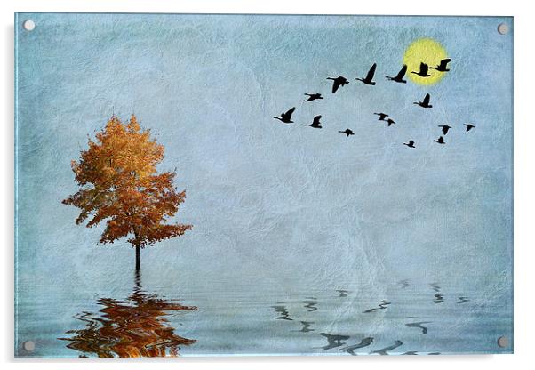 Migration Acrylic by John Edwards